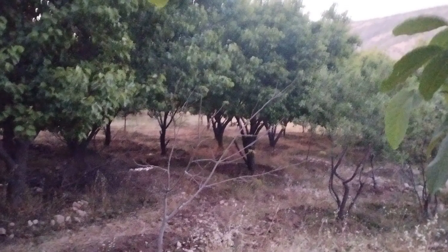 باغ، مساحت 2300 متر
