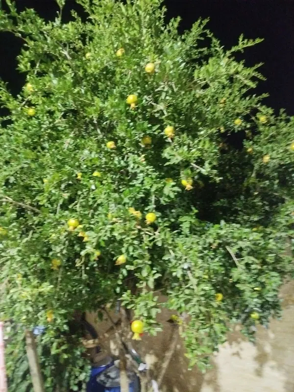 زمین دربام شهر