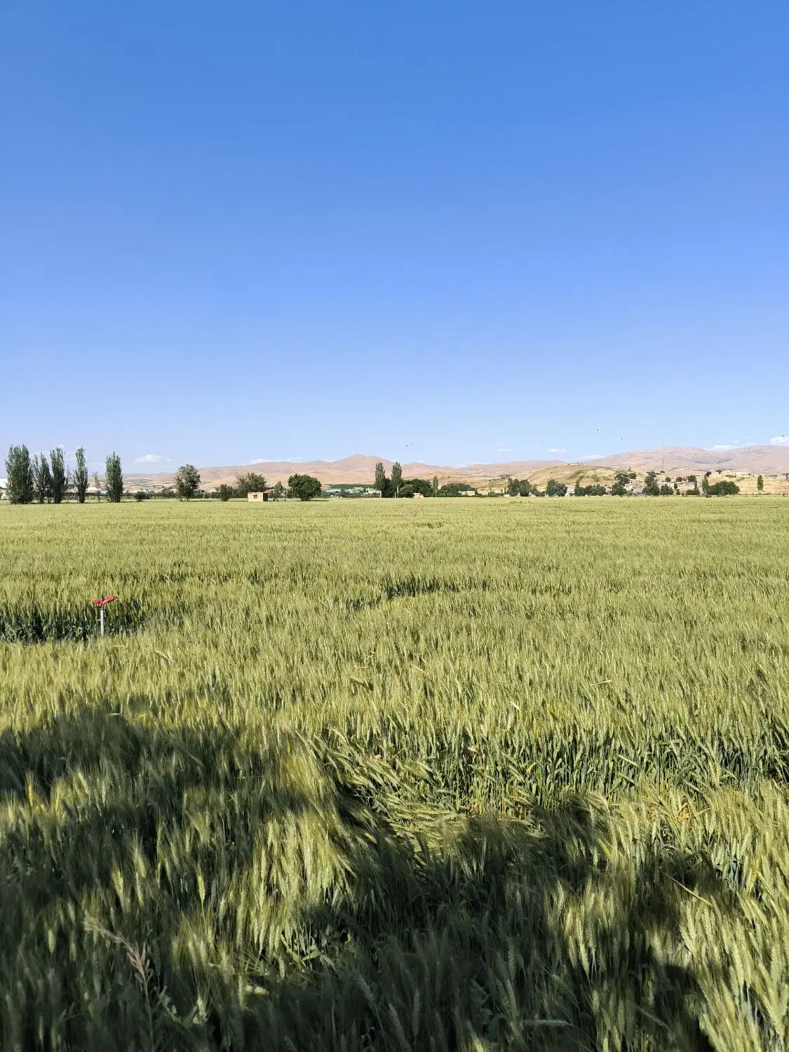 اجاره زمین برای سیر
