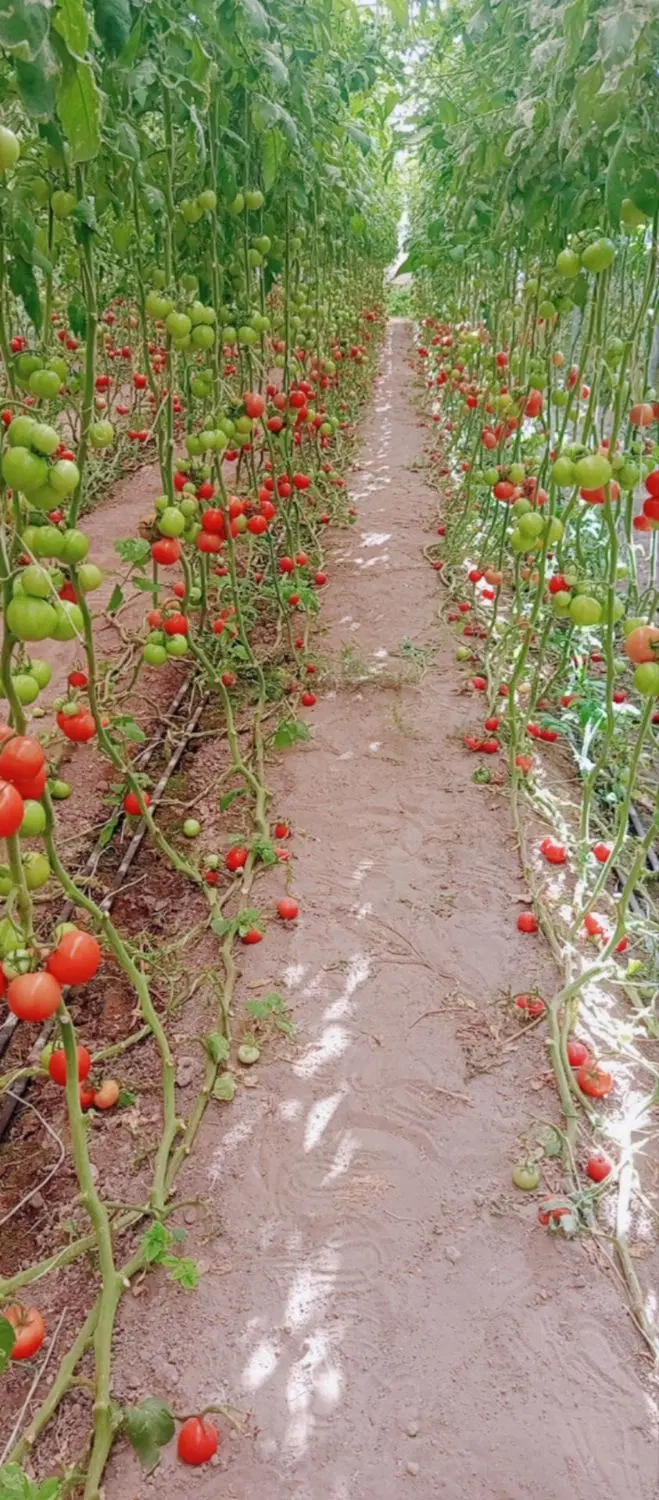 گلخانه اجاره ای