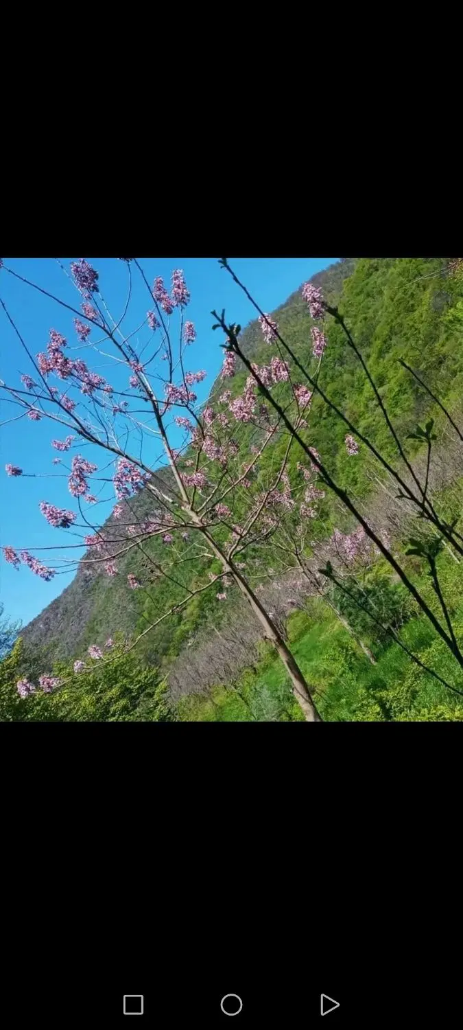 زمین توسکستان باغ سرهنگ قواره ۲۰۰متر