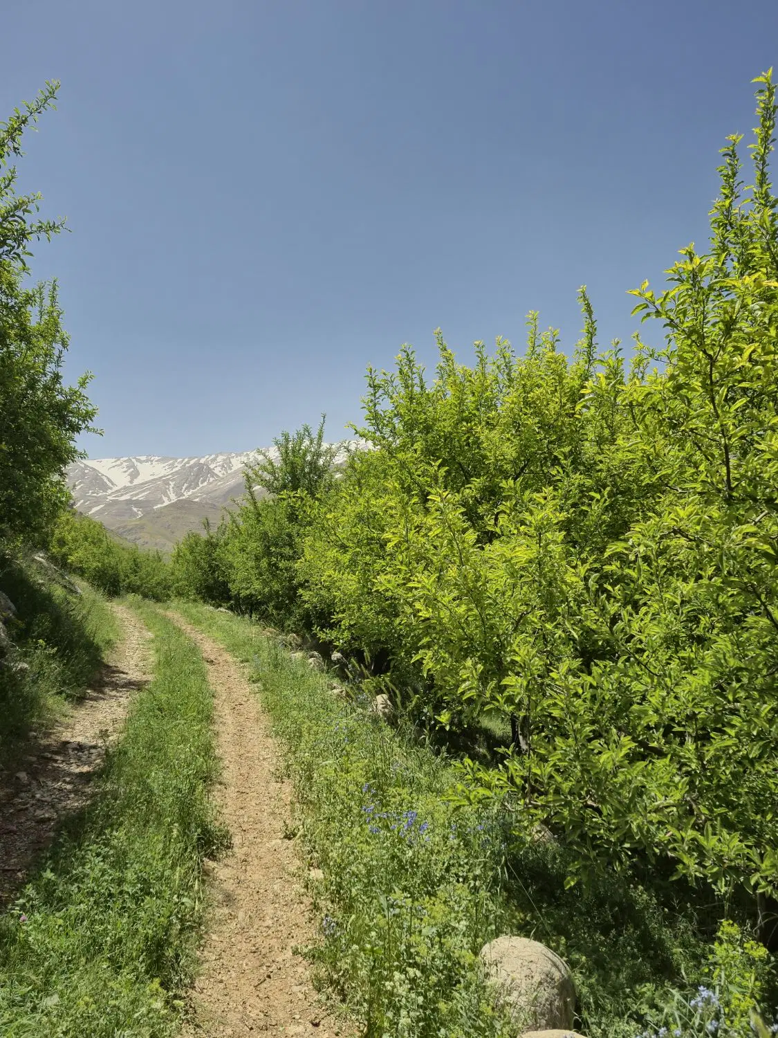 فروش یک قطعه زمین ۲۵۶ متری در خان زنیان