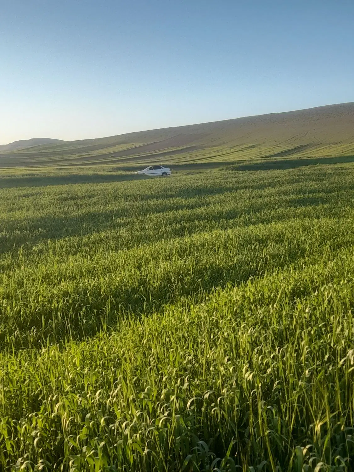اجاده زمین دیم ۱۲ هکتار یکپارچه