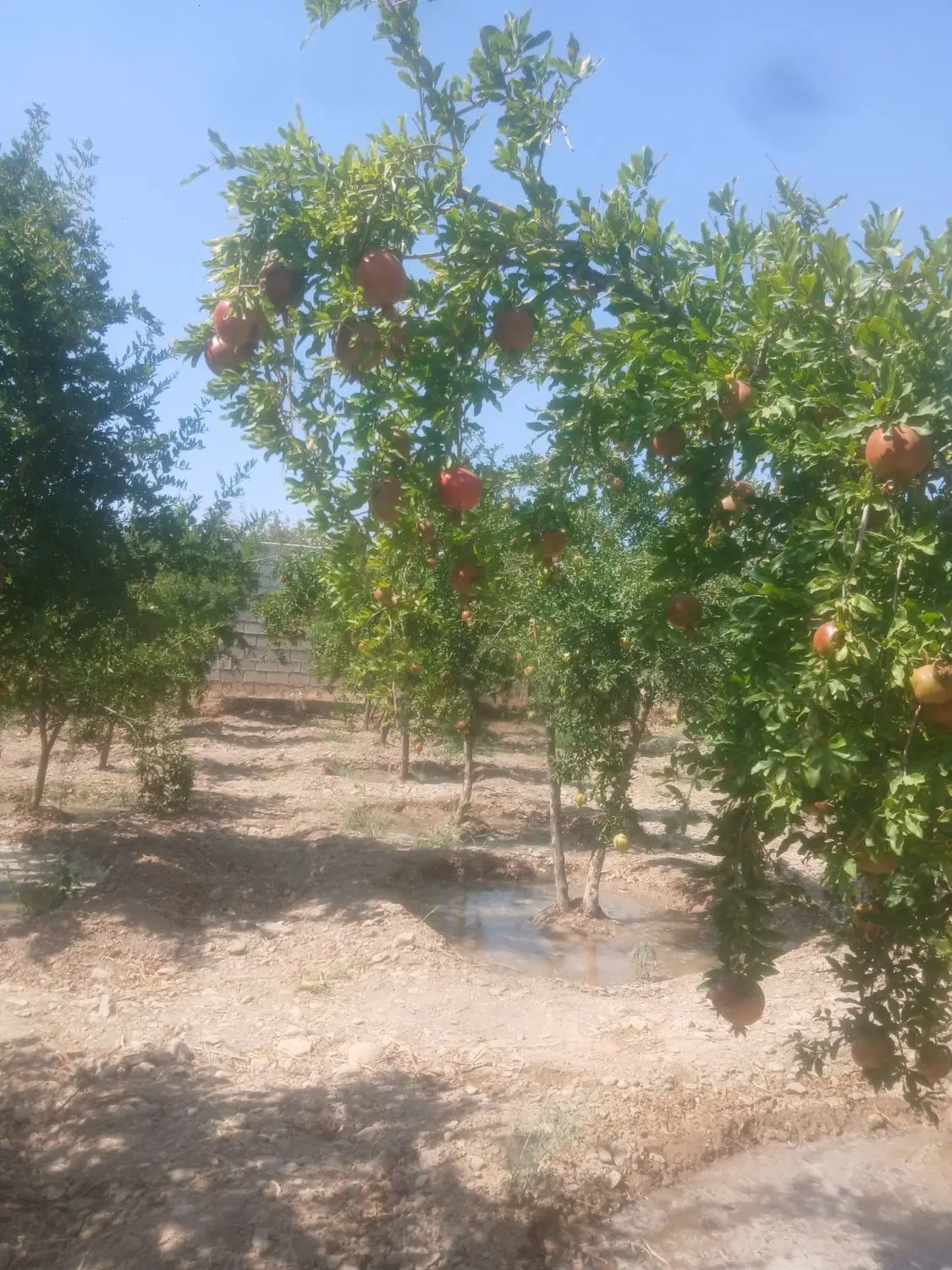 فروش باغ میوه چهاردیواری