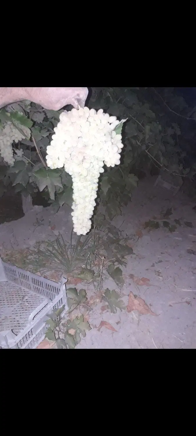 اجاره باغ انگور