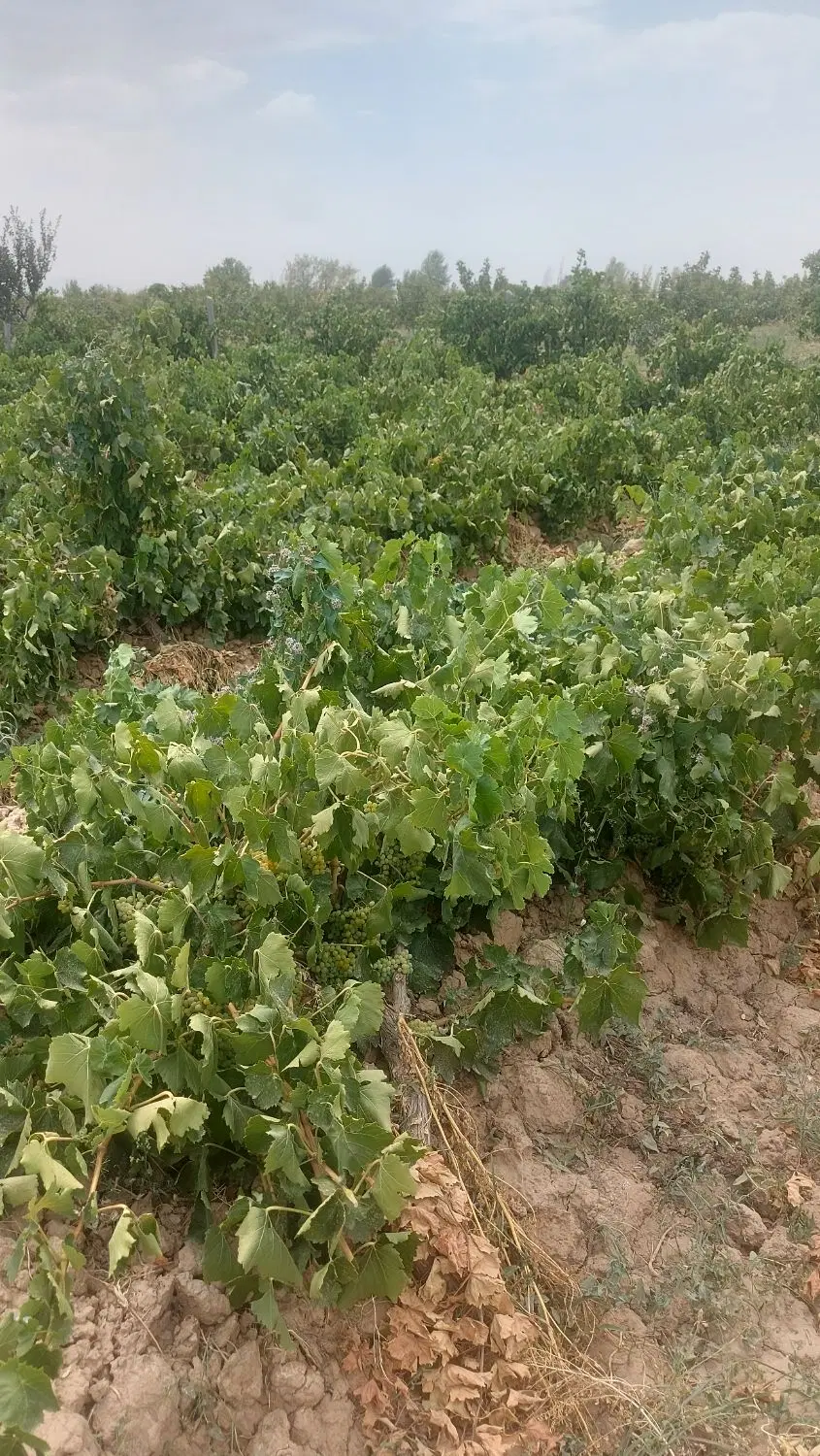 ۱۲۰۰۰ باغ انگور ۵ ساله