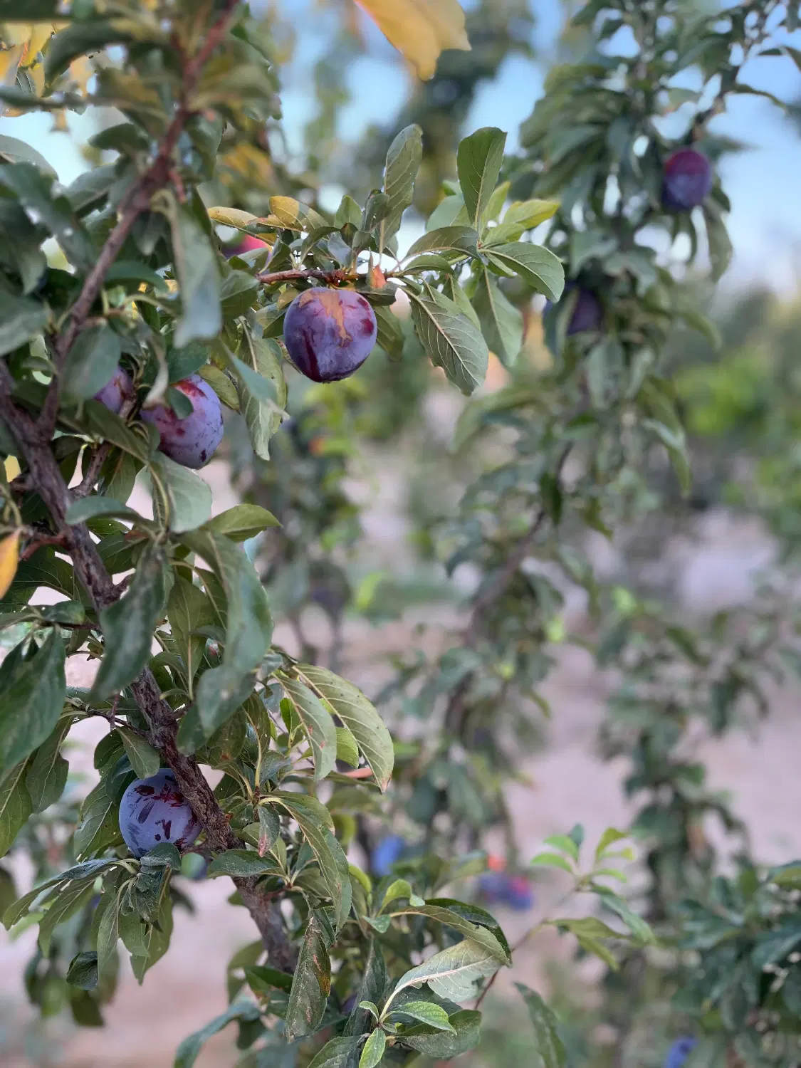 باغ در خسروشهر کوی گلرود
