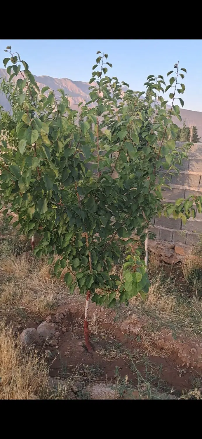 زمین سیدی فاز۳