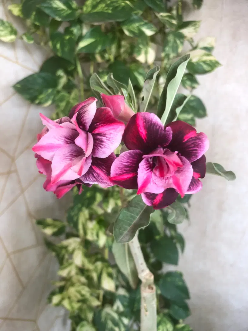 فروش باغ ۱۵۰۰ متری حیدرآباد