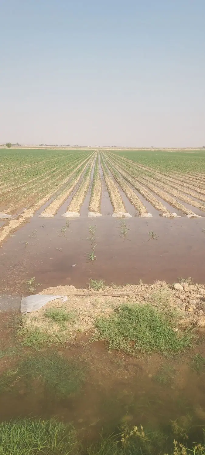 زمین کشاورزی