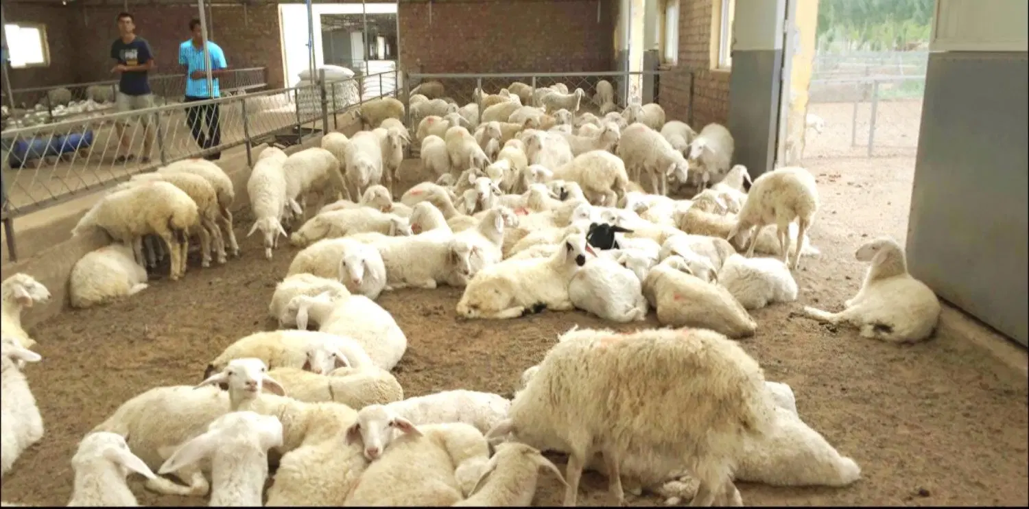 دامداری و خونه باغ