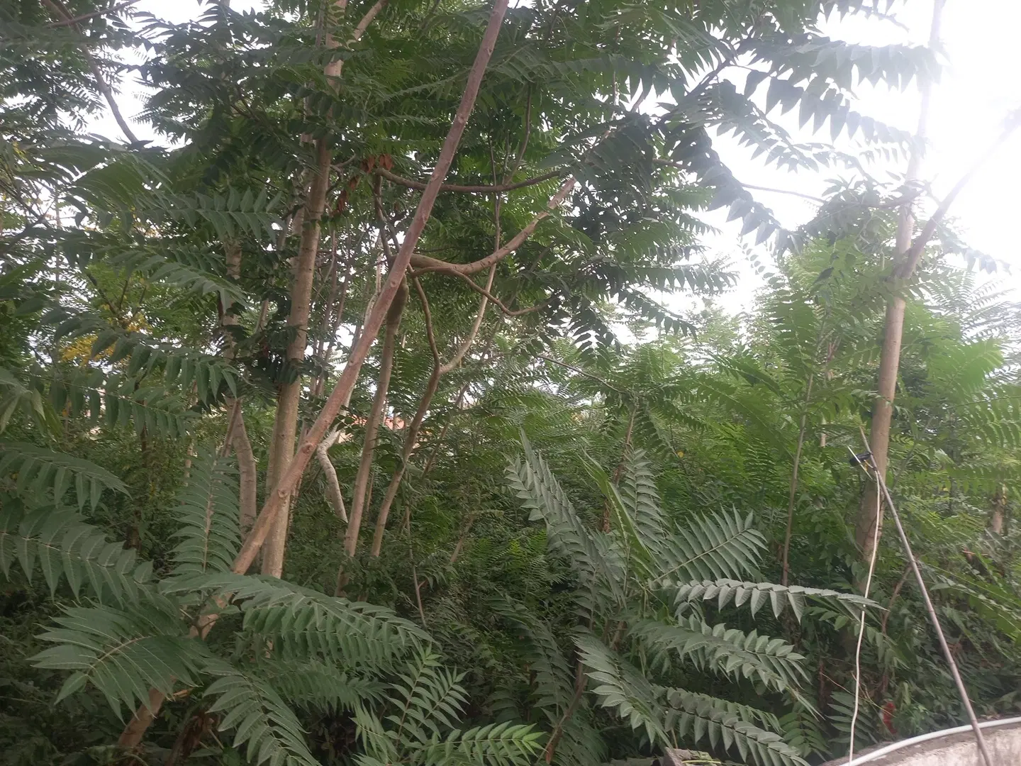 زمین مسکونی