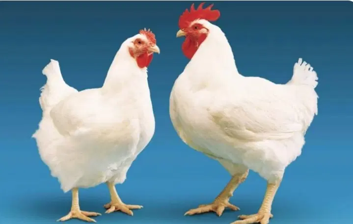 مرغداری گوشتی ۱۰هزار برای شراکت