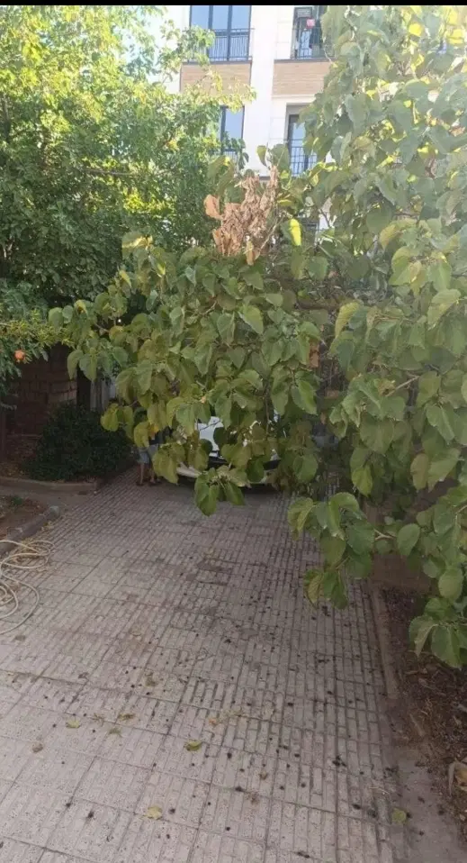 ویلایی کلنگی.  خیابان شهرداری