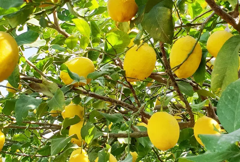 فروش‌ فوری زمین هزار سهم دالون دیل