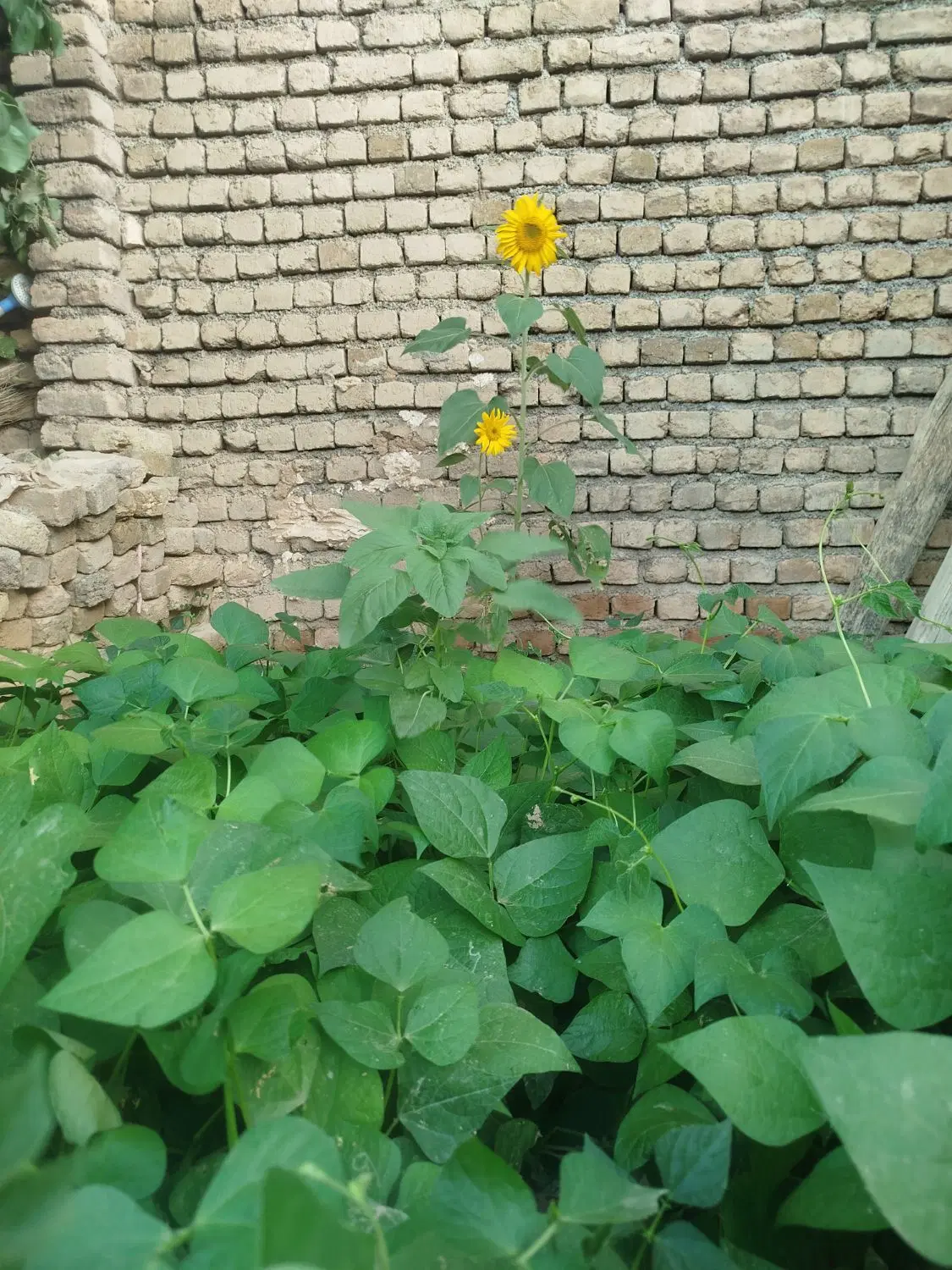 زمین فروشی  وسط روستای فرهاد اباد