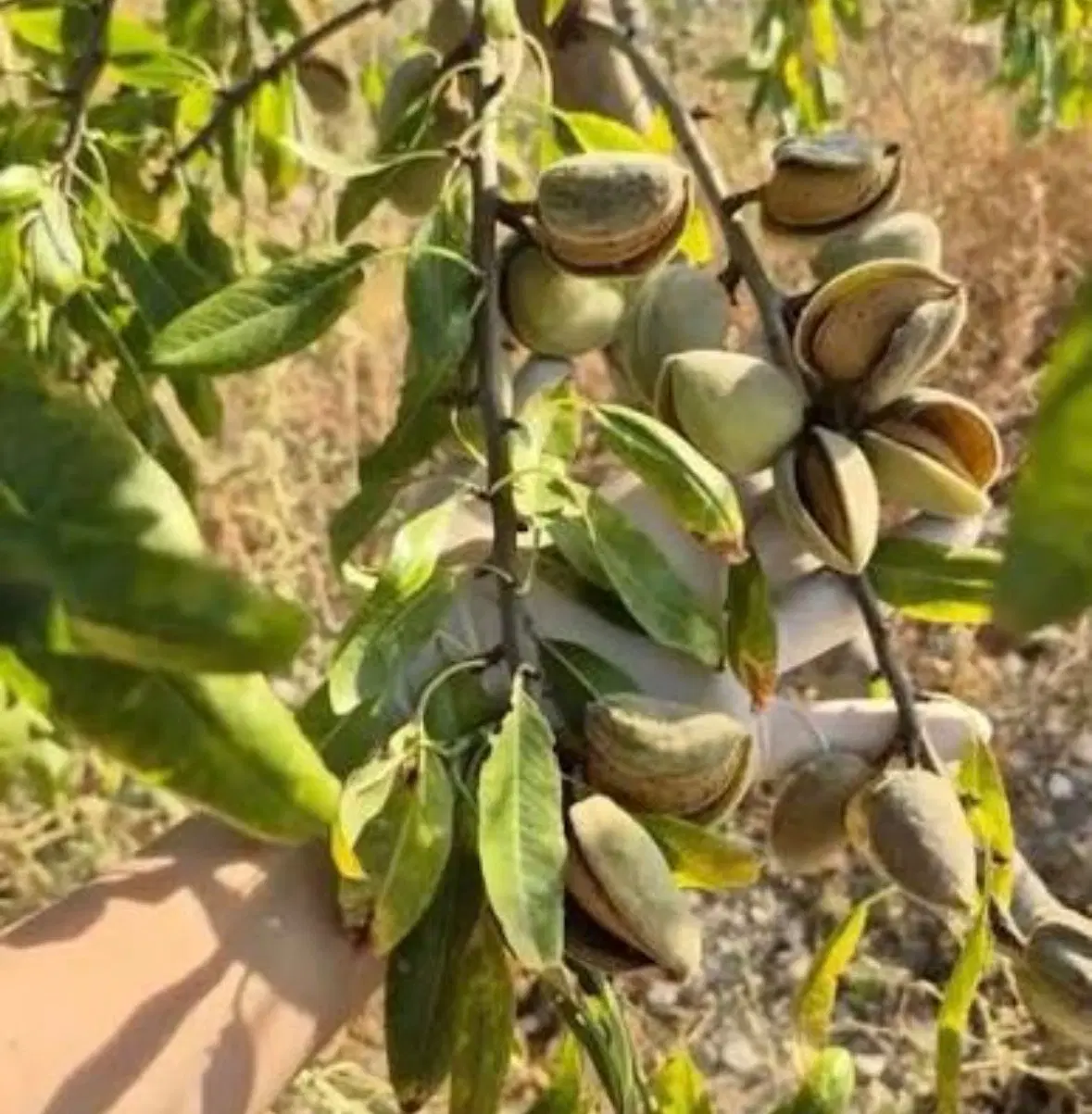 باغ ۵۰۰متری بادوم درختی صالحیه