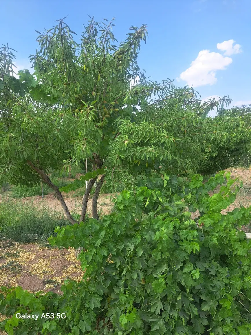 باغ دارای درختان بادام و میوه