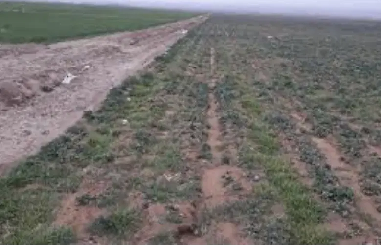 یک هکتار زمین