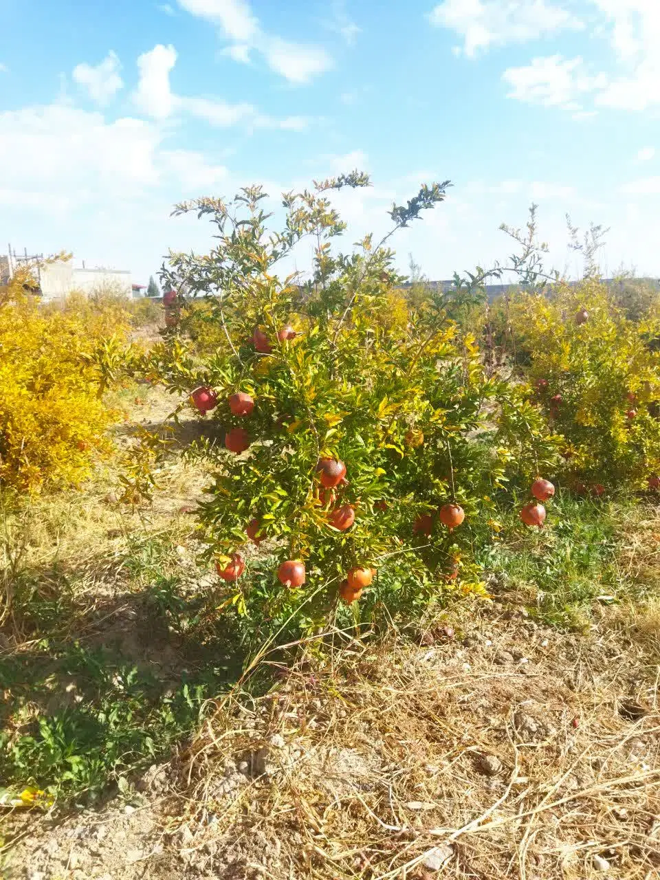فروش باغ ویلا