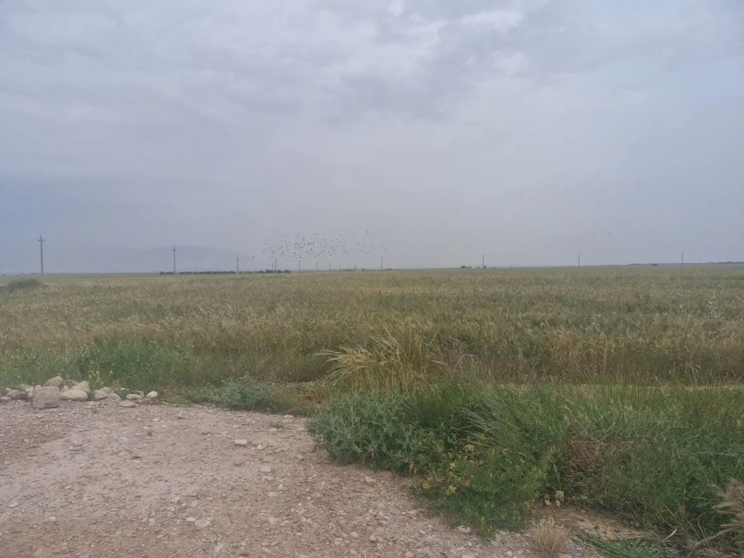 زمین کشاورزی
