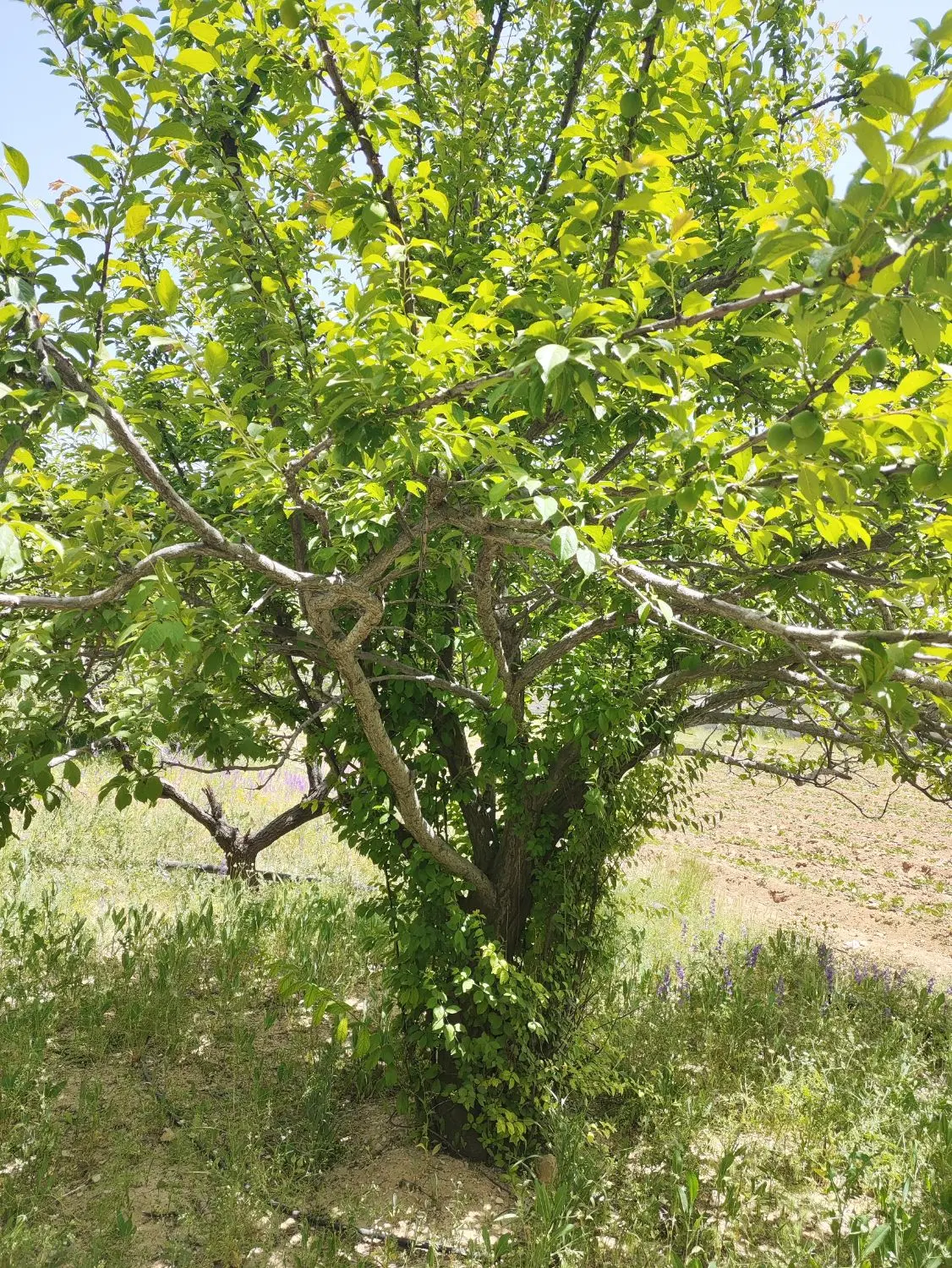 باغچه ثمری بادرخت دشت ارژن با آب