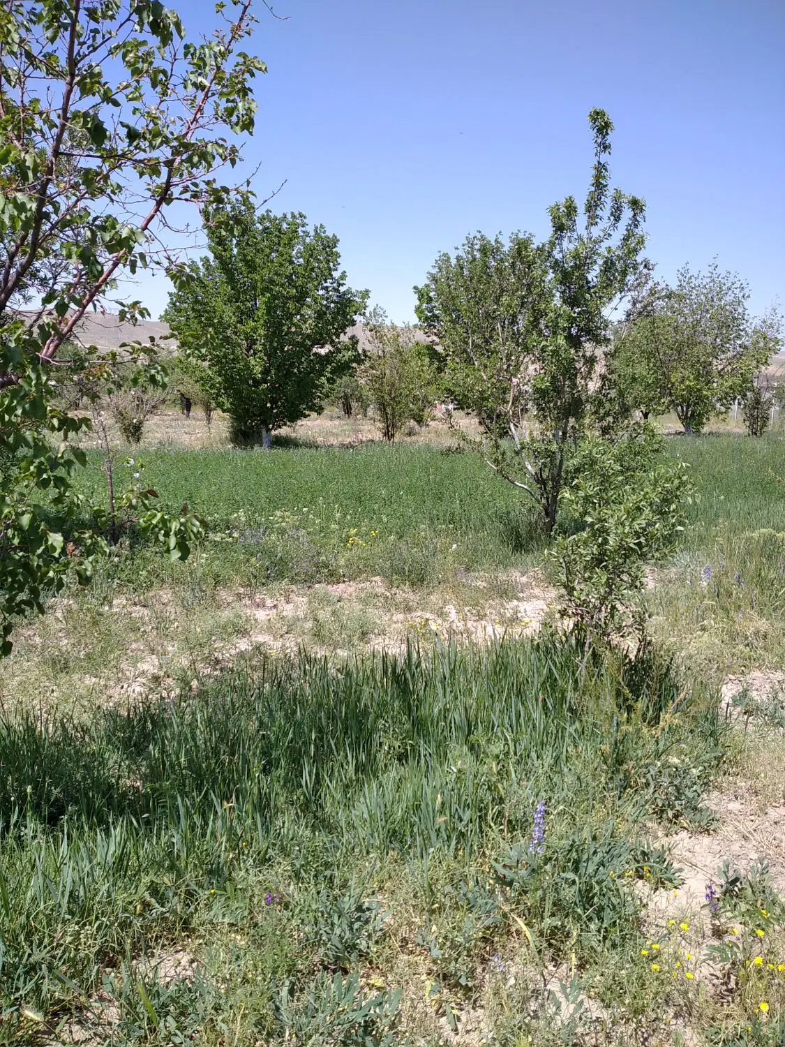 خانه باغ