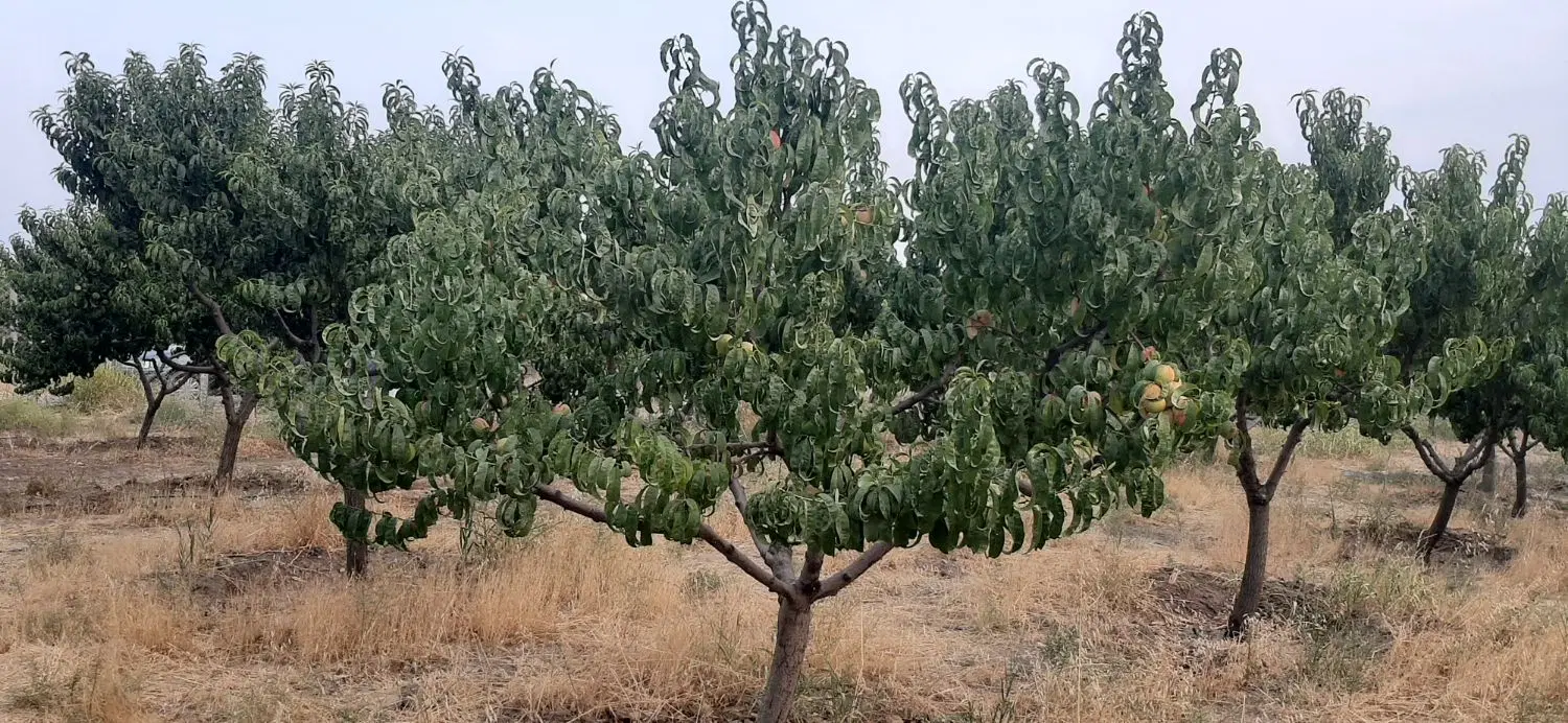 فروش باغ