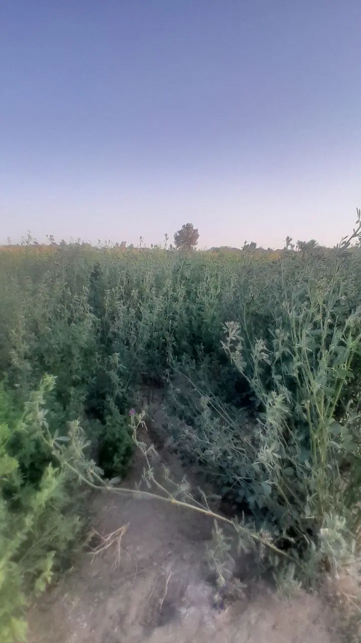 باغ