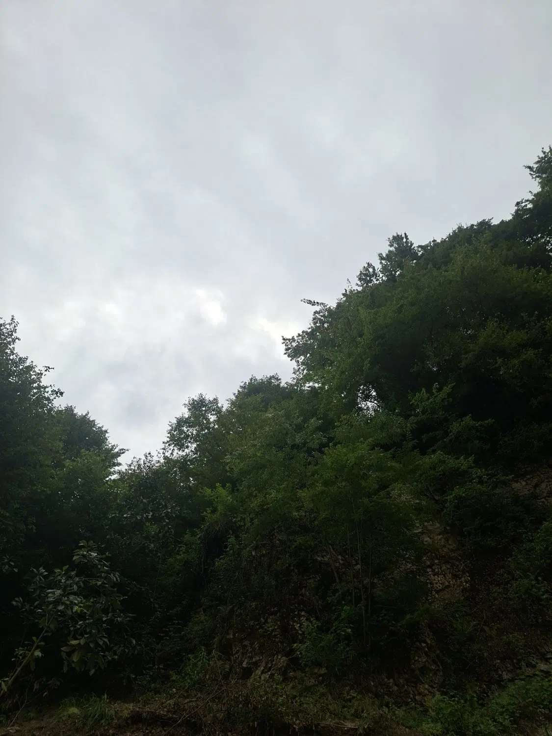 فروش زمین جنگلی داخل شهرک از متراژ ۲۰۰ تا ۱۰۰۰متر