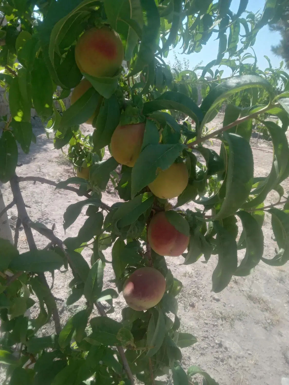 باغ به مساحت ۱۰۰۰متر مربع