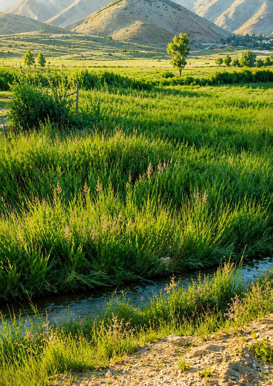 زمین باغی