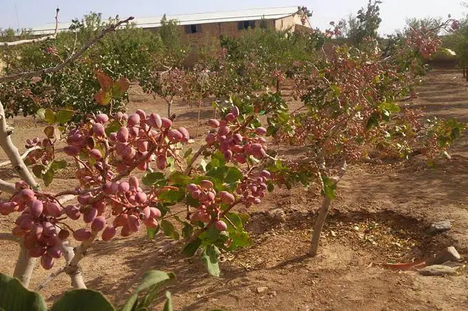 چاه عمیق و اراضی