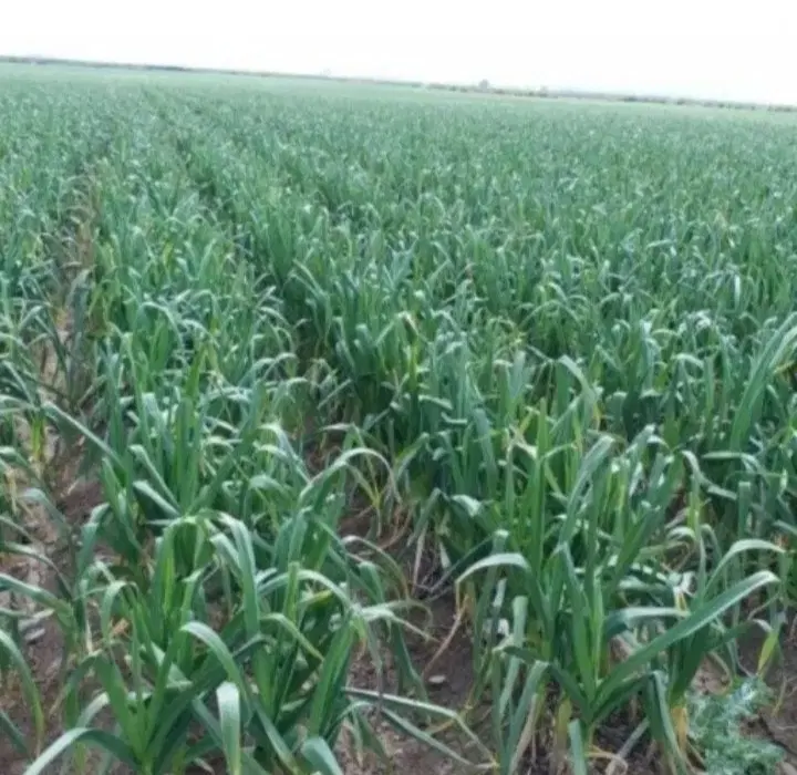 اجاره زمین برای کاشت سیر