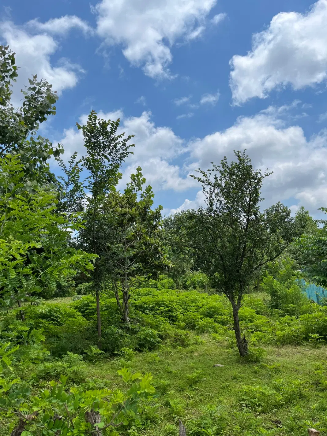 ۶۵۰ متر زمین مسکونی