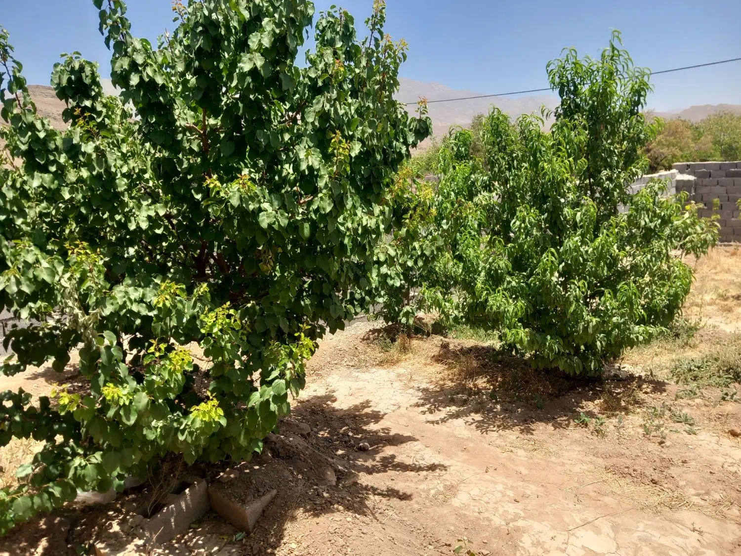 زمین با درخت و داری حصار در سکنج