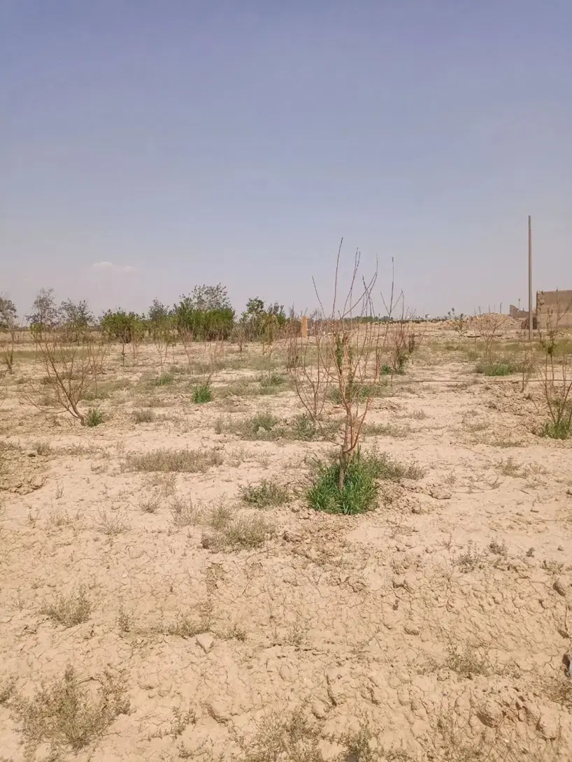 زمین سند تک برگ دار مناسب سرمایه گزاری چسب بافت