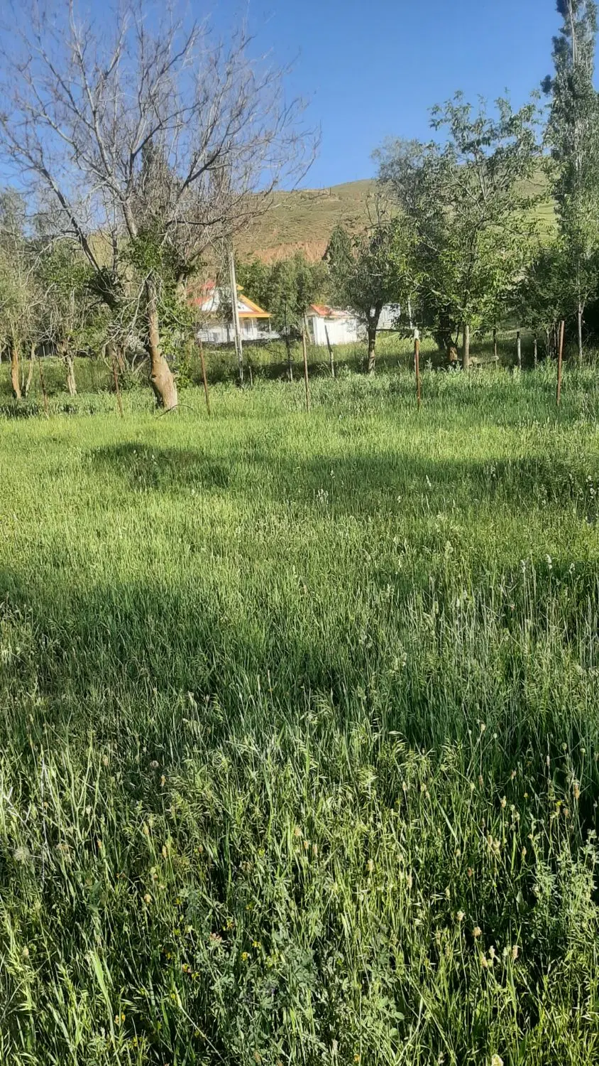 زمین کشاورزی    باغ