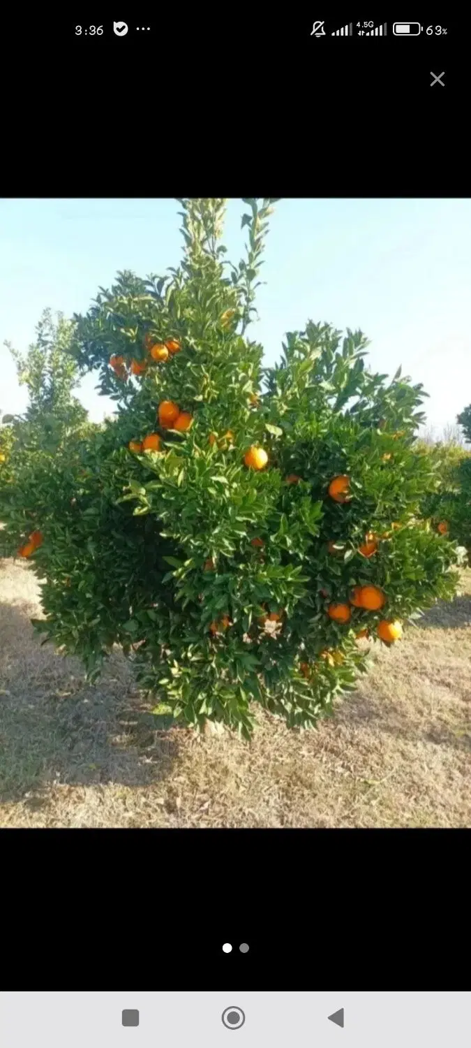 زمین باغ