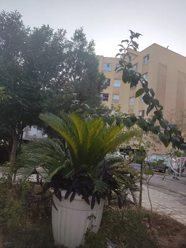 مجتمع صدوقی