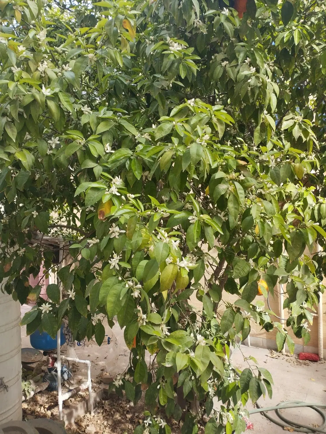 تجاری مسکونی جاده سنتو