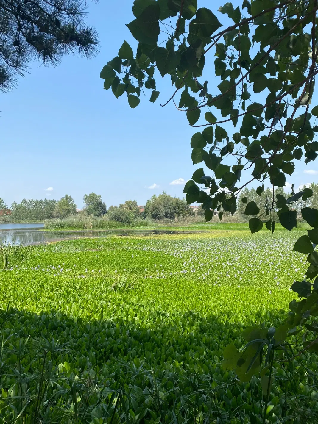 زمین کشاورزی