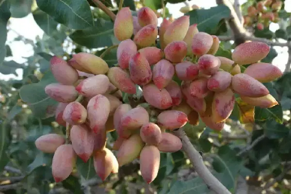 فروش یا معاوضه فوری باغ پسته سیرجان