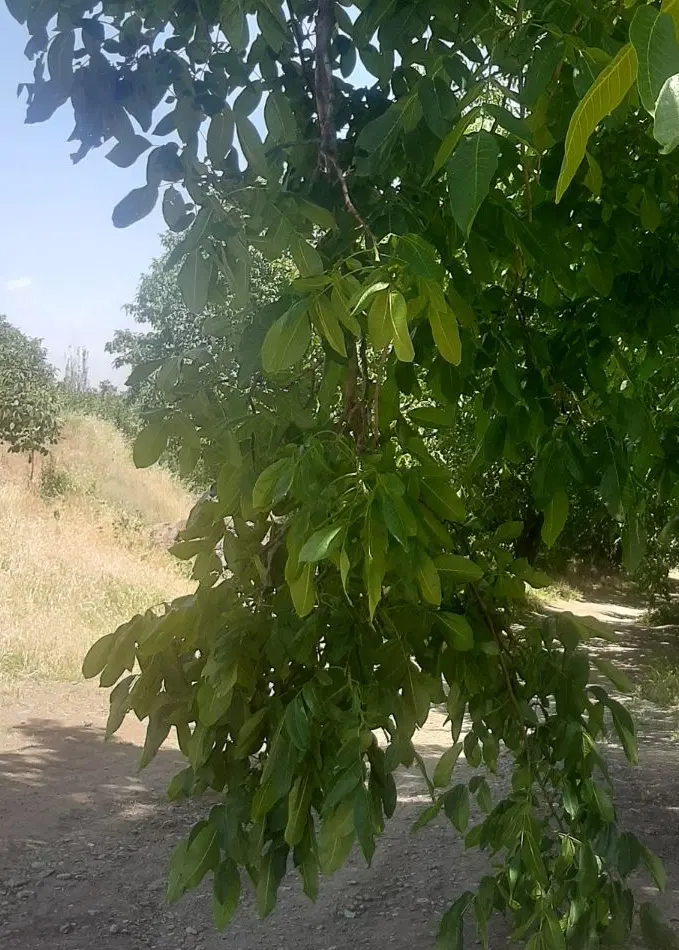 باغ روبروی تکدانه
