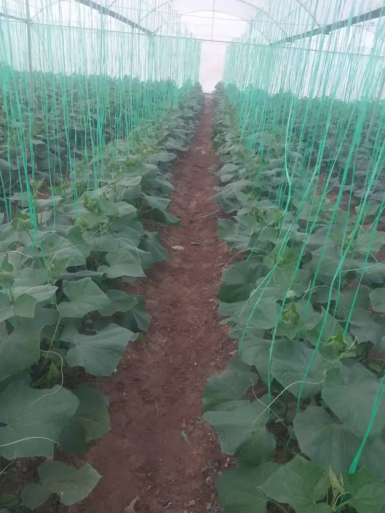 ۲۵۰۰ متر گلخونه در روستای دهوت جهت اجارع