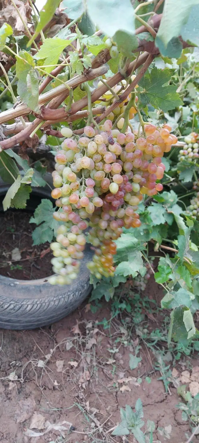 اجاره باغ انگور