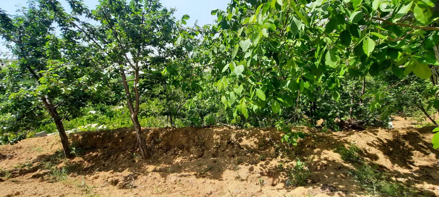 باغ میوه در روستای زیبای کندر جاده چالوس ۸۰۰ متری