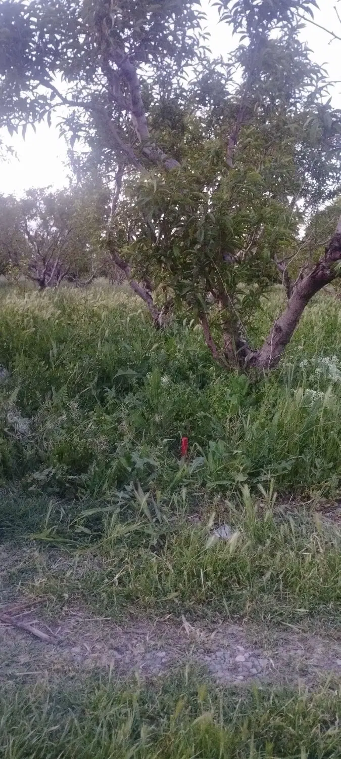 فروش باغ