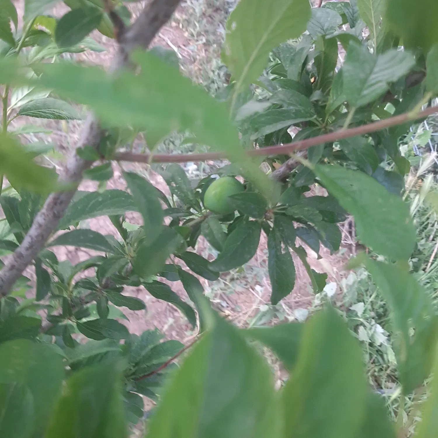 باغ باغچه زمین