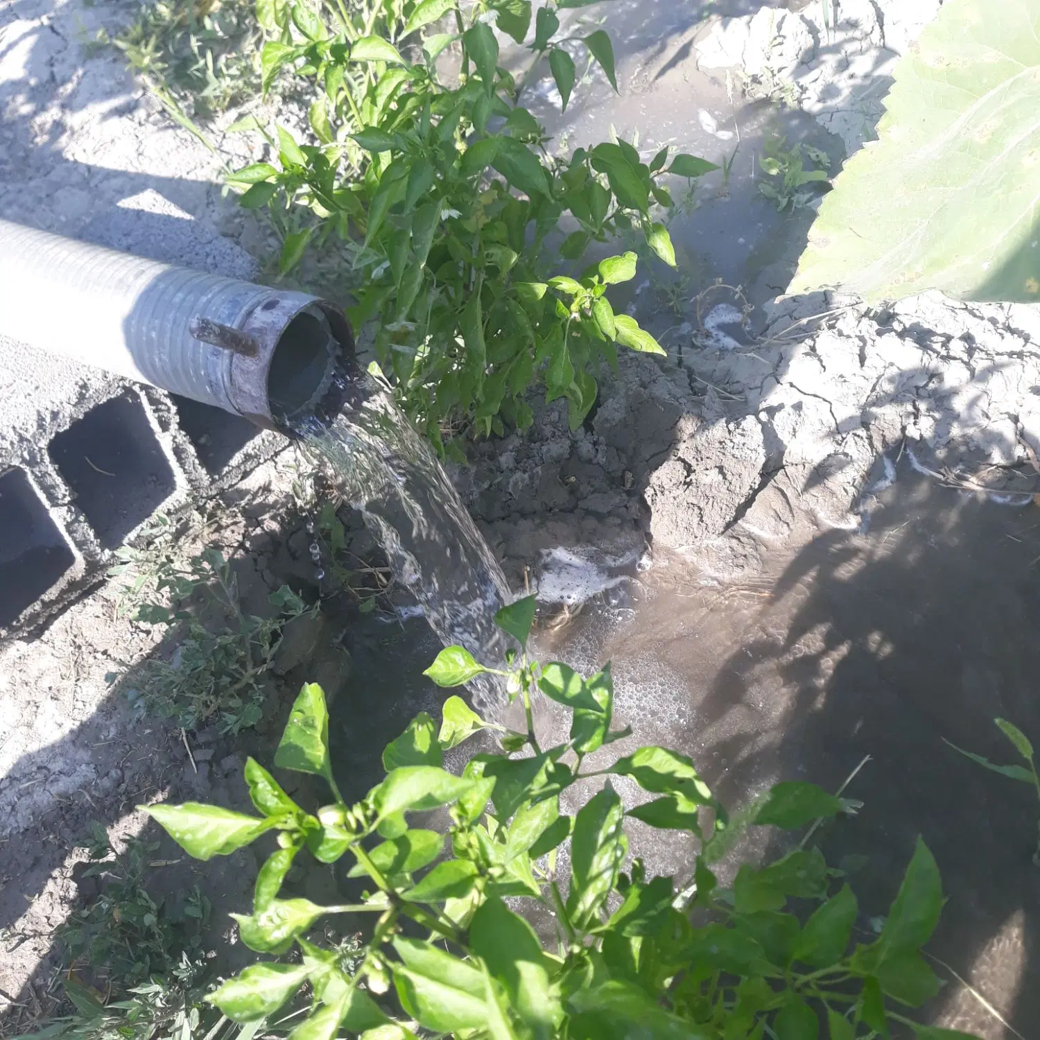 باغچه ۱۰۵۰متر ویلایی